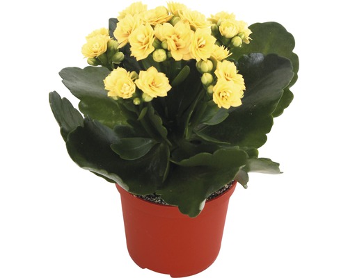 Gul Kalanchoe i kruka