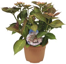 Hortensia FLORASELF Hydrangea macrophylla Hovaria 'Love You Kiss' 30-40cm Co 4,6L