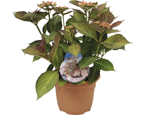 Hortensia ''Love You Kiss'' i kruka