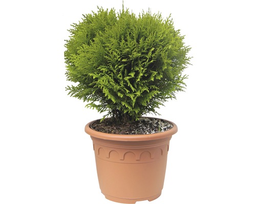 Klotformad vanlig tuja FLORASELF Thuja occidentalis Danica 30-40cm co 8L