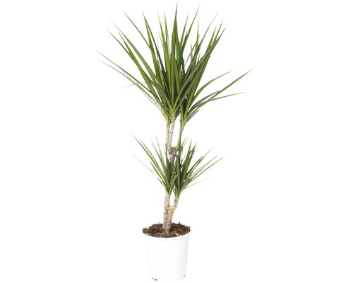 Dracena FLORASELF Dracaena massangeana 'Marginata' ca 80cm krukstorlek Ø17cm Drakblodsträd i kruka
