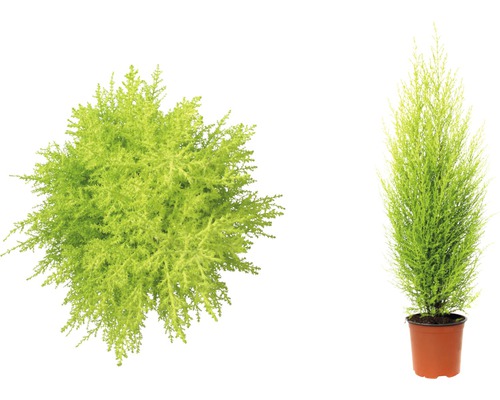 Två Chamaecyparis lawsoniana Columnaris Gold-växter, en ovanifrån och en i en kruka