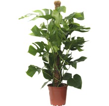 Monstera krukväxt med växtstöd
