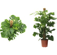 Två vyer av en Monstera krukväxt i kruka med stöd