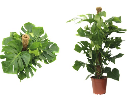 Två vyer av en Monstera krukväxt i kruka med stöd