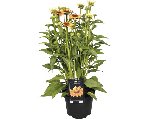 Röd solhatt Echinacea-Cultivars Mooodz Sympathy 30-40cm Co 3L
