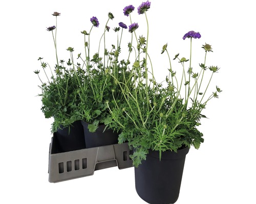 Fältvädd Scabiosa columbaria Butterfly Blue 20-35cm co 5L