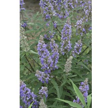 Blommande kyskhetsträd med gröna blad