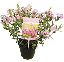 Kalmia latifolia, städsegrön växt i kruka med rosa blommor.