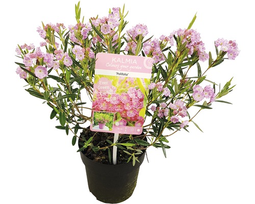 Kalmia latifolia, städsegrön växt i kruka med rosa blommor.