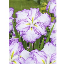 Närbild av en irisblomma med vita kronblad och lila kanter