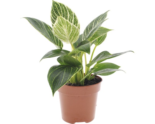 Filodendron FLORASELF Philodendron White Wave 30-40cm Ø12cm