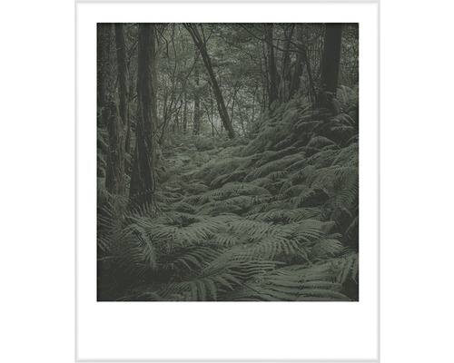 Inramad bild av ormbunkar i skogen