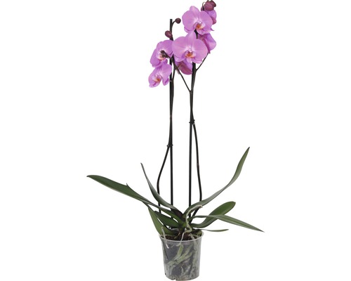 Brudorkidé FLORASELF Phalaenopsis multiflora 55-70cm Ø12cm 2 klasar blandade färger