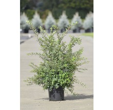 Girlandspirea FLORASELF Spiraea nipponica 'Snowmound' 50-60cm co 4L