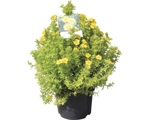 Gul fingerört i kruka