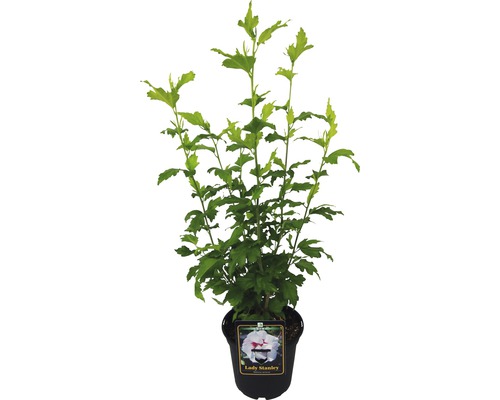 Frilandshibiskus Hibiscus syriacus Lady Stanley 40-60cm Co 3L halvfyllda blommor Hibiskus Lady Stanley i kruka