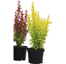 Två Berberis i krukor