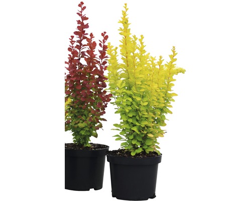 Två Berberis i krukor