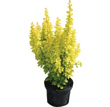 Berberis i kruka