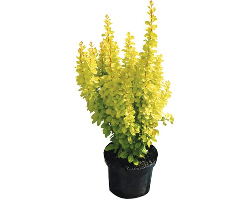 Berberis i kruka