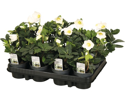 Skål med julrosväxter med vita blommor och gröna blad