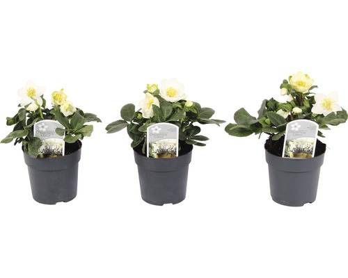 Tre julrosor i krukor