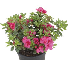 Azalea med blommor i kruka