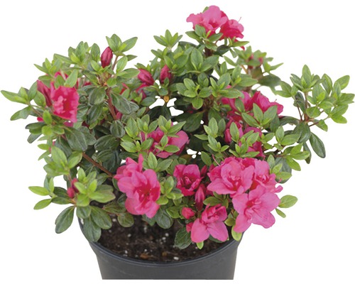 Azalea med blommor i kruka