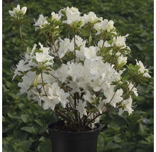 Azalea med vita blommor i kruka