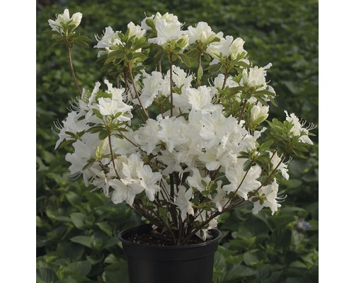 Azalea med vita blommor i kruka