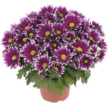 Krysantemum FLORASELF Chrysanthemum indicum Ciao Ø12cm