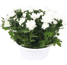 Krysantemum i kruka