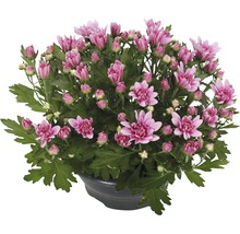 Krysantemum i kruka