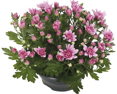 Krysantemum FLORASELF Chrysanthemum indicum Fashion Ø23cm