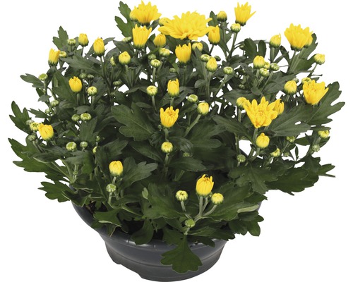 Krysantemum FLORASELF Chrysanthemum indicum Tapas Time Ø23cm