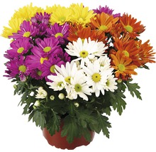 Krysantemum mix FLORASELF Chrysanthemum indicum krukstorlek Ø23cm