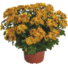 Krysantemum FLORASELF Chrysanthemum indicum HoiHoi Ø12cm