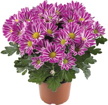 Krysantemum FLORASELF Chrysanthemum indicum Artistic Armin Ø12cm