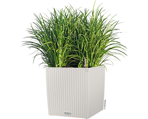 Högt gräs i en kvadratisk planteringslåda