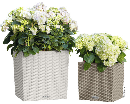 Två fyrkantiga blomkrukor med flätmönster och hortensiaväxter