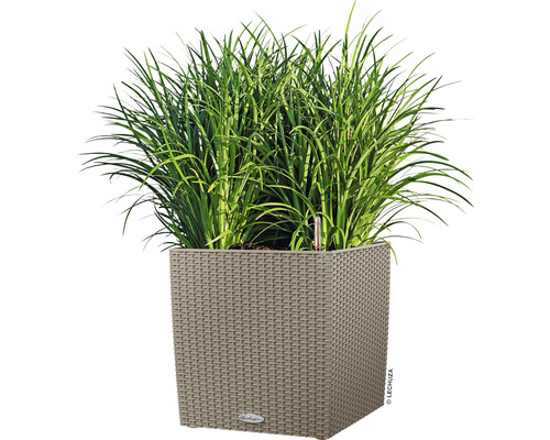 Fyrkantig planteringslåda med plantering