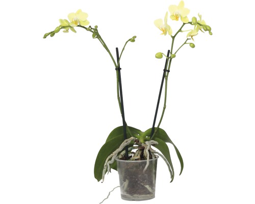 Brudorkidé FLORASELF Phalaenopsis multiflora 35-45cm Ø9cm 2 klasar blandade färger Gul orkidé i kruka
