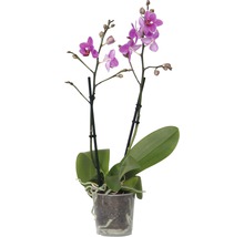 Miniorkidé i kruka med lila blommor