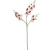 Dekorativ orkidé med rosa blommor och knoppar för inredning