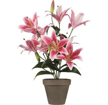 Liljebuske med rosa blommor i en kruka