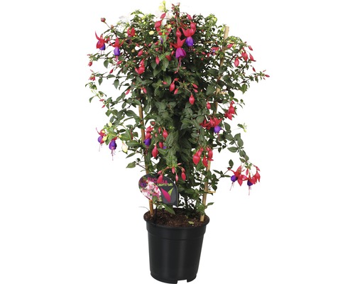 Fuchsia tvåfärgad FLORASELF Fuchsia-Cultivars Ø19cm sorterad