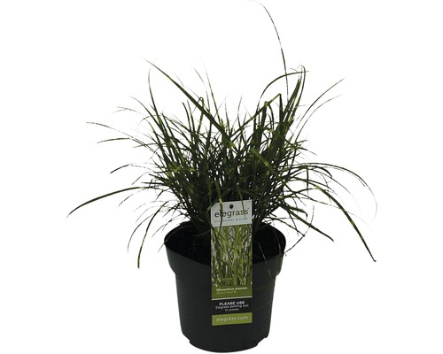 Dvärgglansmiskantus FLORASELF Miscanthus sinensis 'Strictus Dwarf' 10-100cm 14cm Pampasgräs i kruka