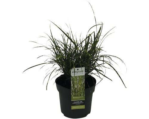 Dvärgglansmiskantus FLORASELF Miscanthus sinensis 'Strictus Dwarf' 10-100cm co 3L