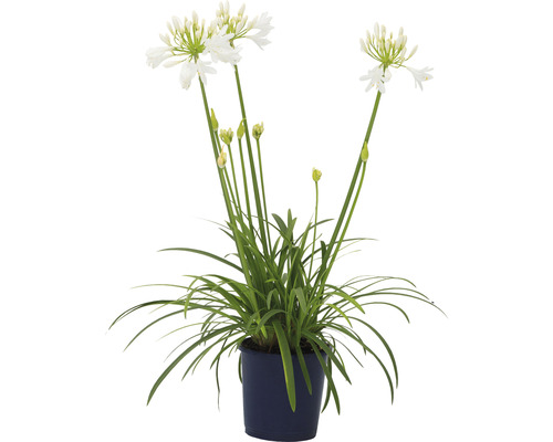 Afrikas blå lilja FLORASELF Agapanthus africanus Amourette totalhöjd ca 40-50cm Ø17cm vit